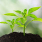 🔥 1+1 ΔΩΡΕΑΝ (2 τεμ.)🌱Αναλυτής ποιότητας εδάφους με ψηφιακή οθόνη – συσκευή τριών λειτουργιών